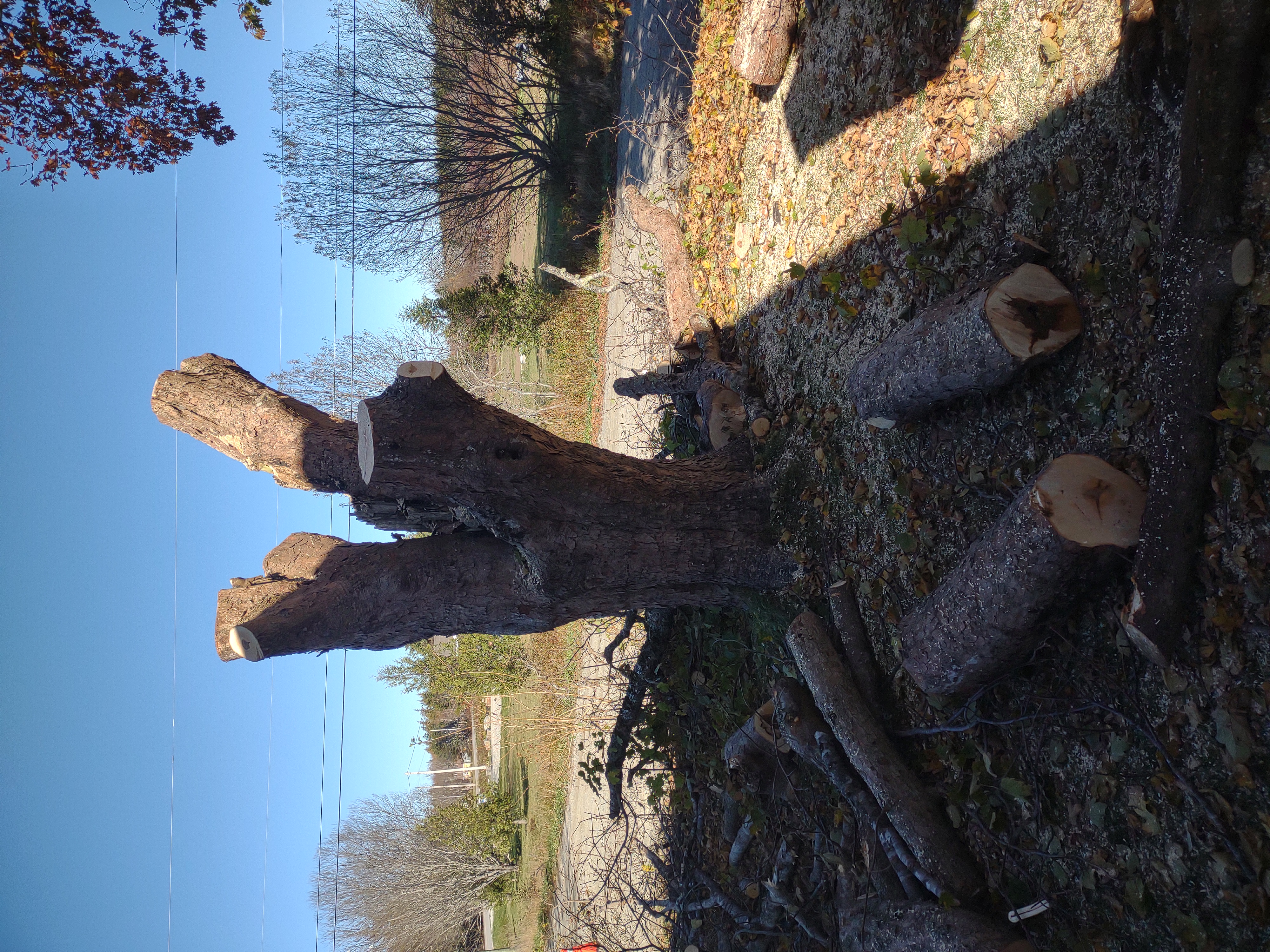 Tree removed safely after controlled cutting