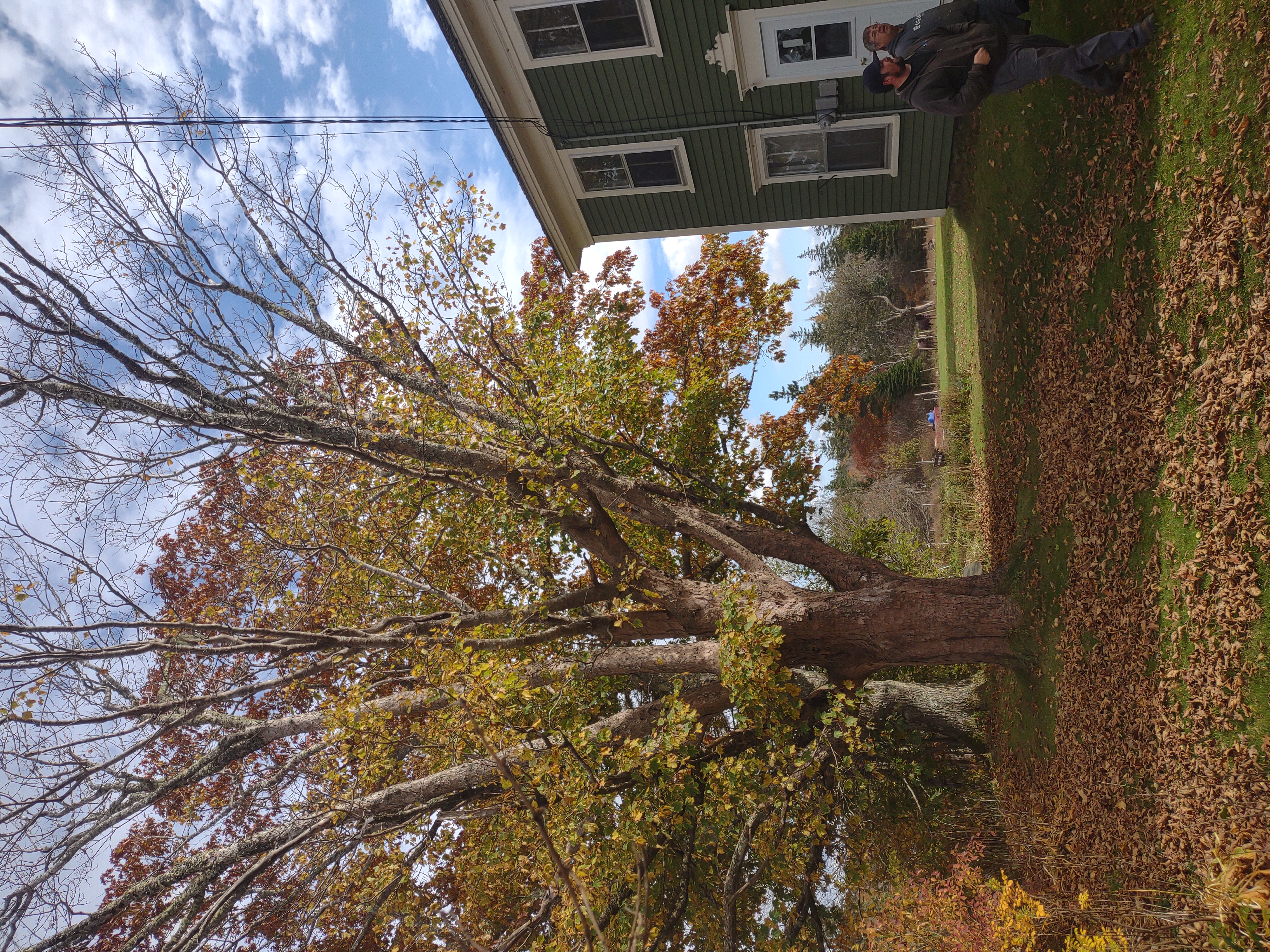Large maple tree near house and power lines before removal