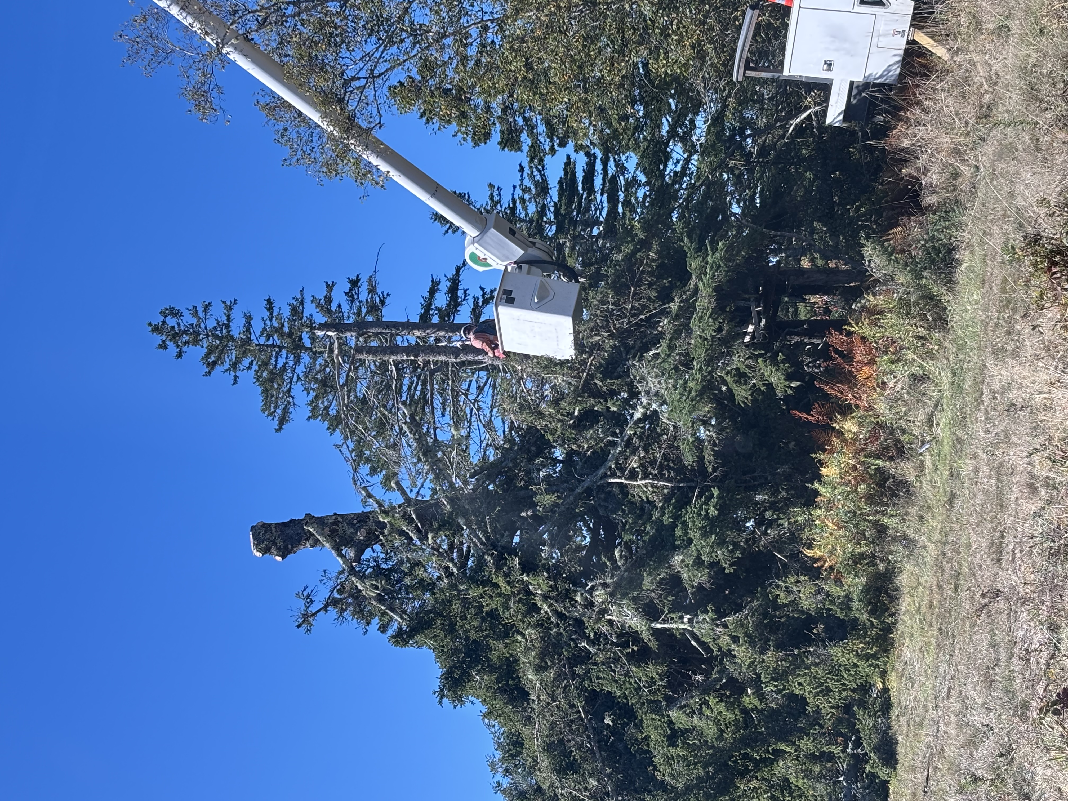 Bucket access clearing during hazardous tree removal