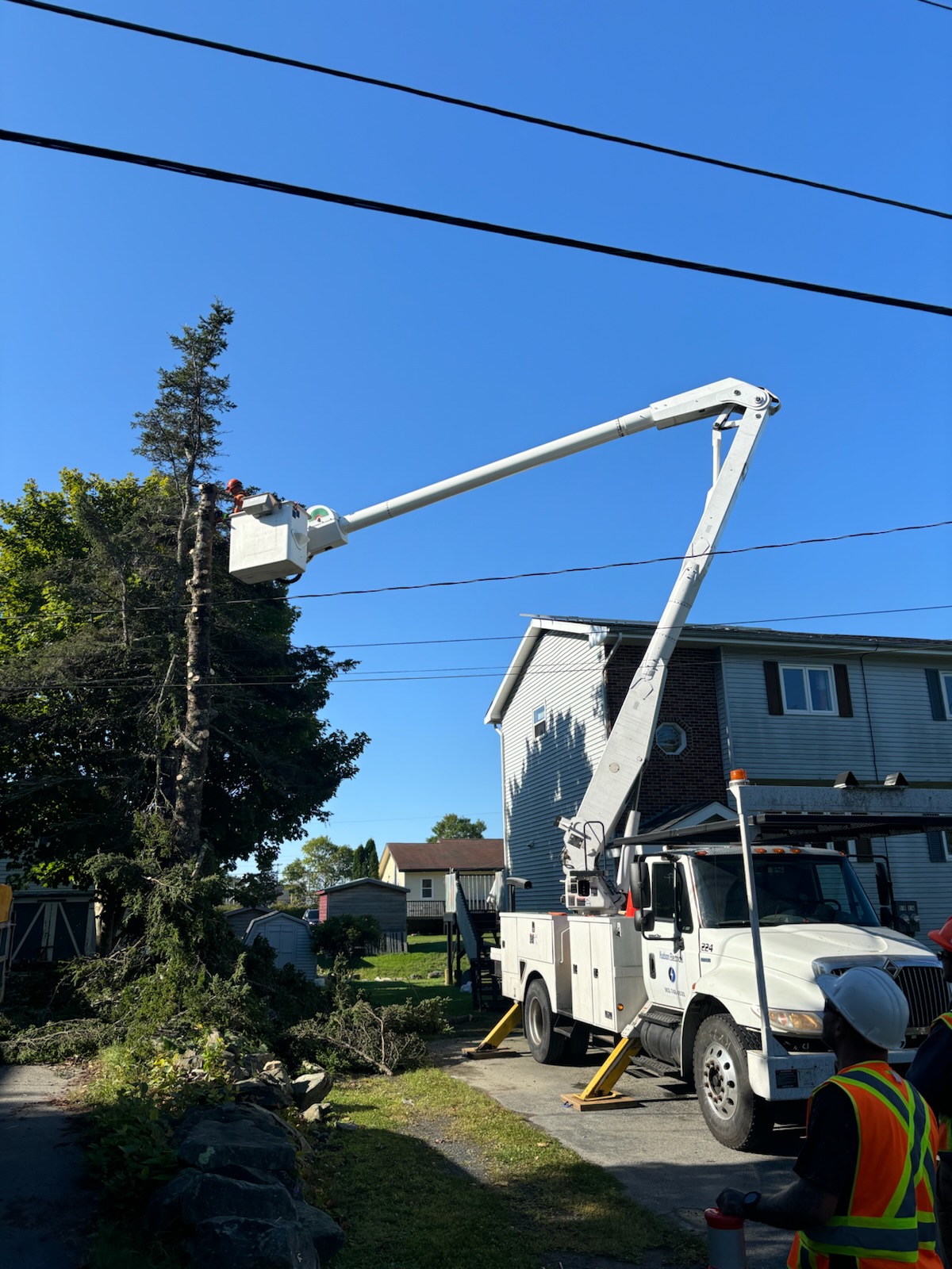 Tree removal in progress from aerial access